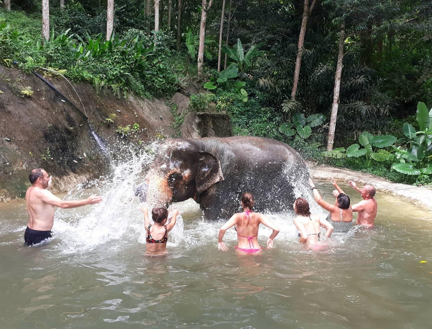 chalong elephant retirement